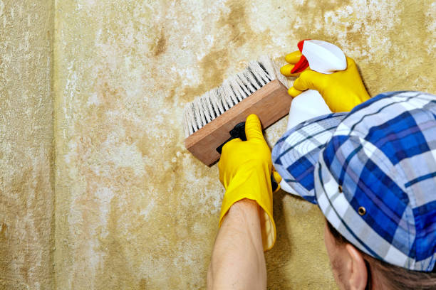 Best Biohazard Mold Removal  in Lexington Hills, CA