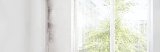 Best Real Estate Mold Inspection  in Lexington Hills, CA